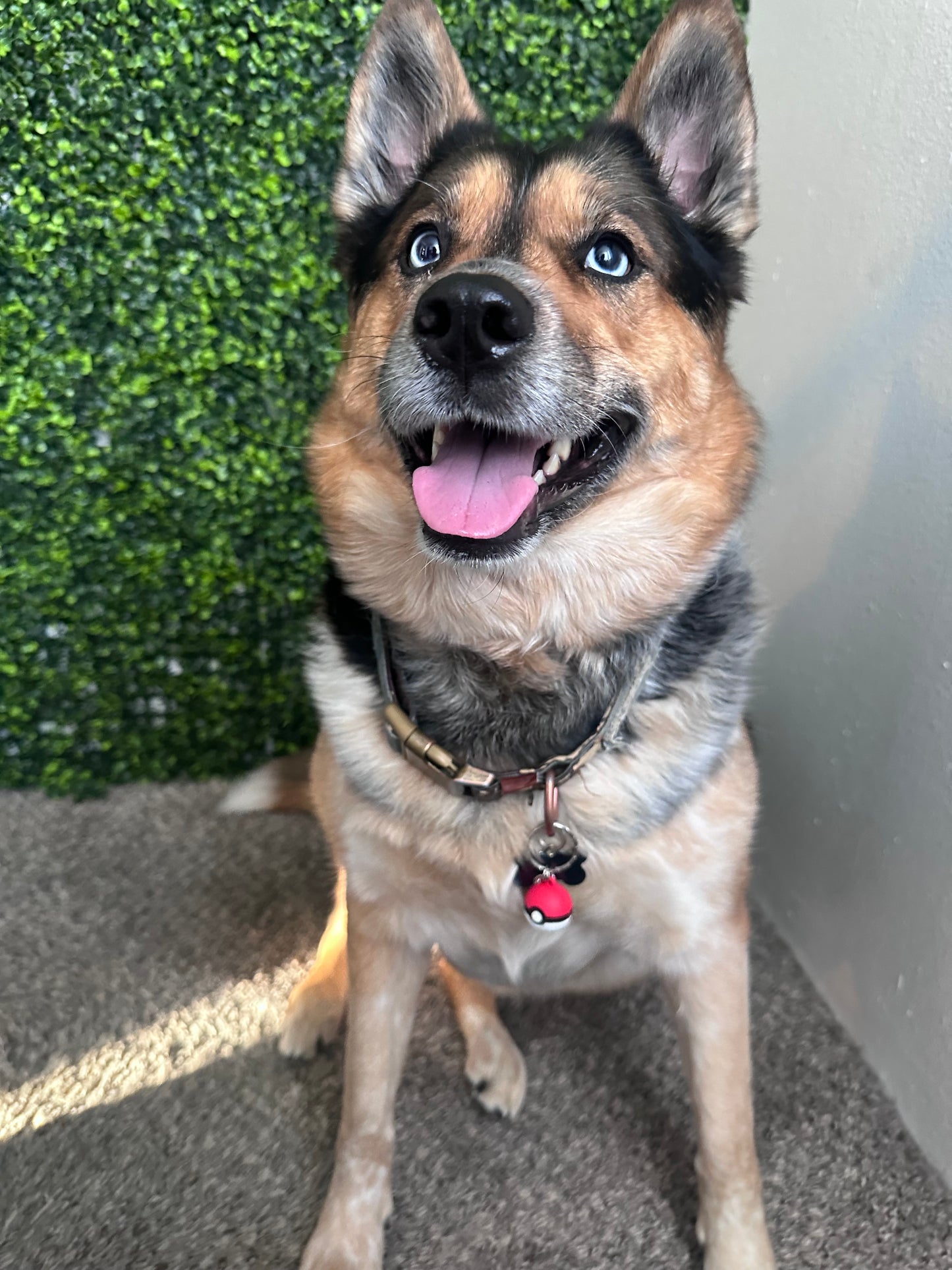 Pet Pokémon collar charm