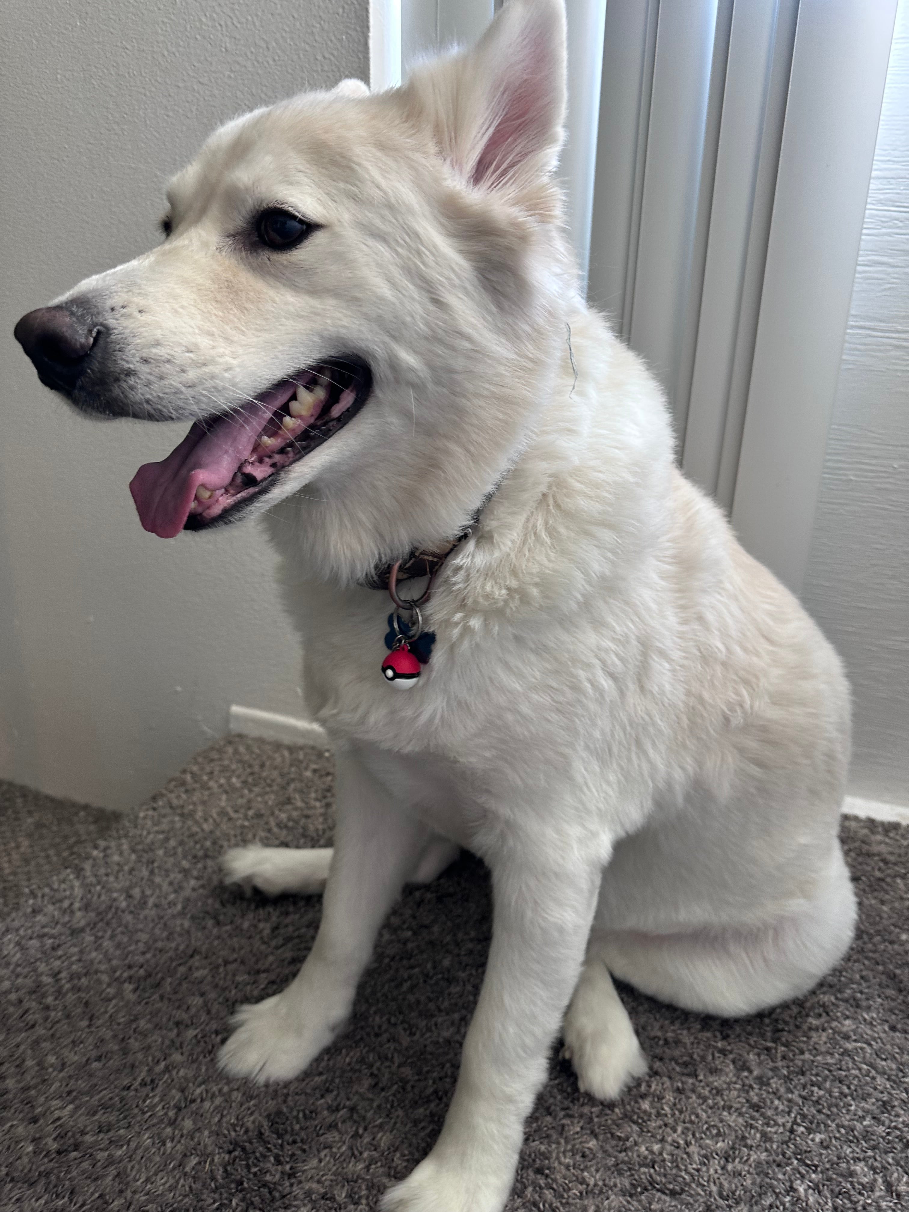 Pawé Ball