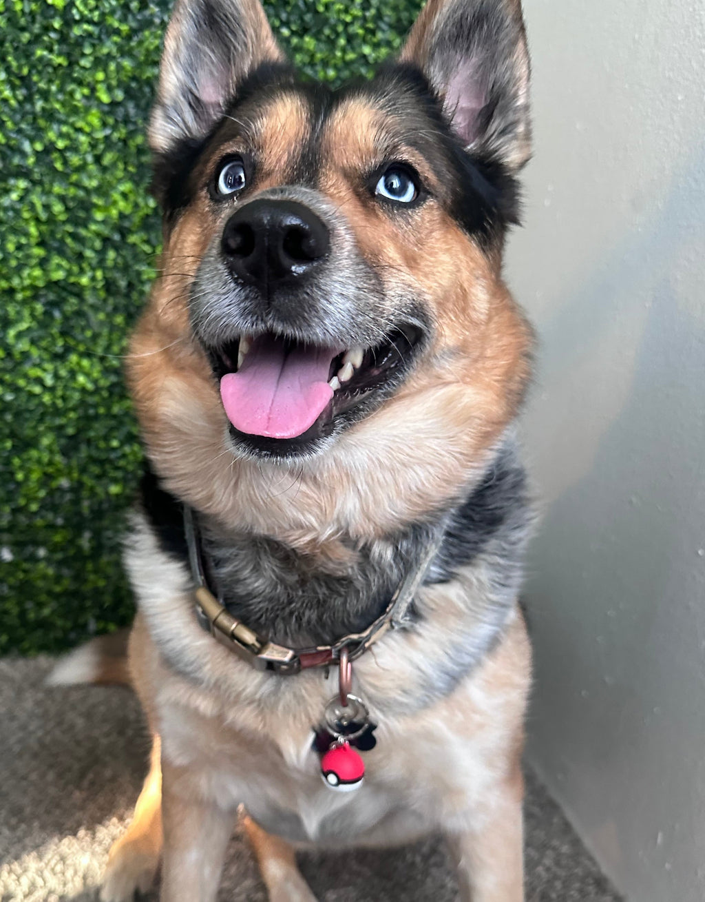 Pawé Ball